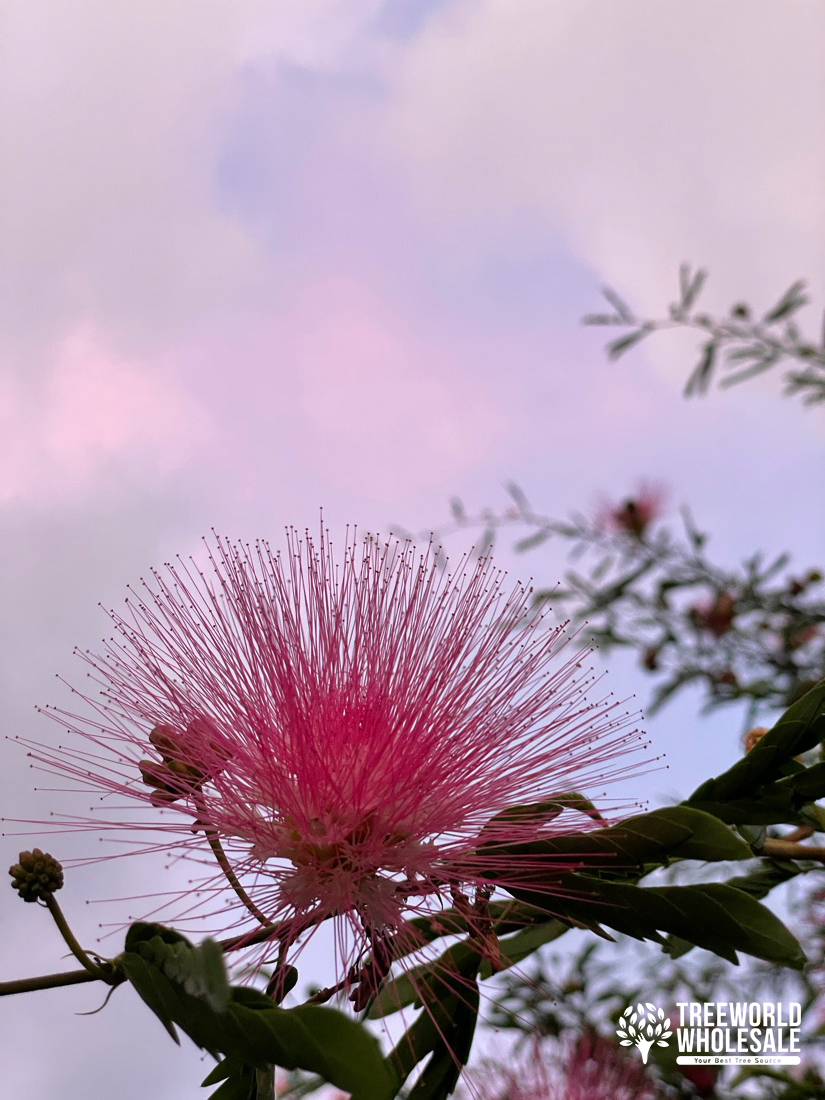 Calliandra Surinamisensis - Pink Powder Puff - Flowe