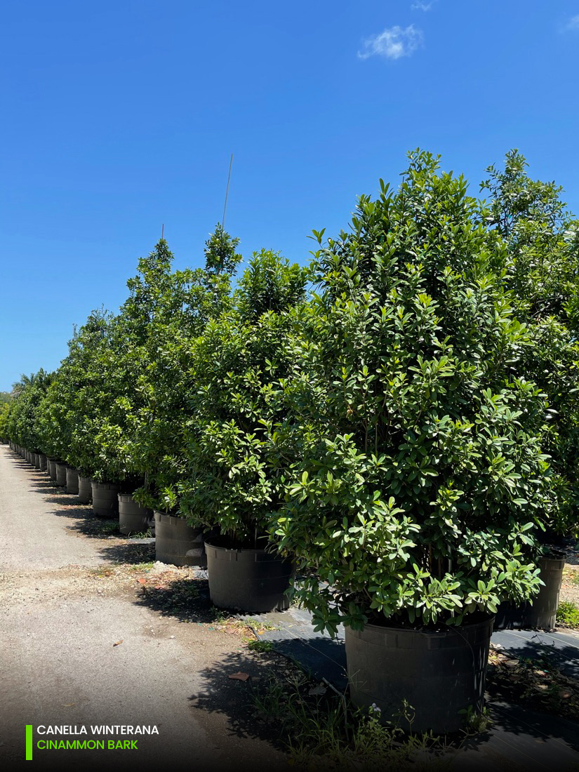 native tree Canella Winterana - Cinnamon Bark - Bush - G - W