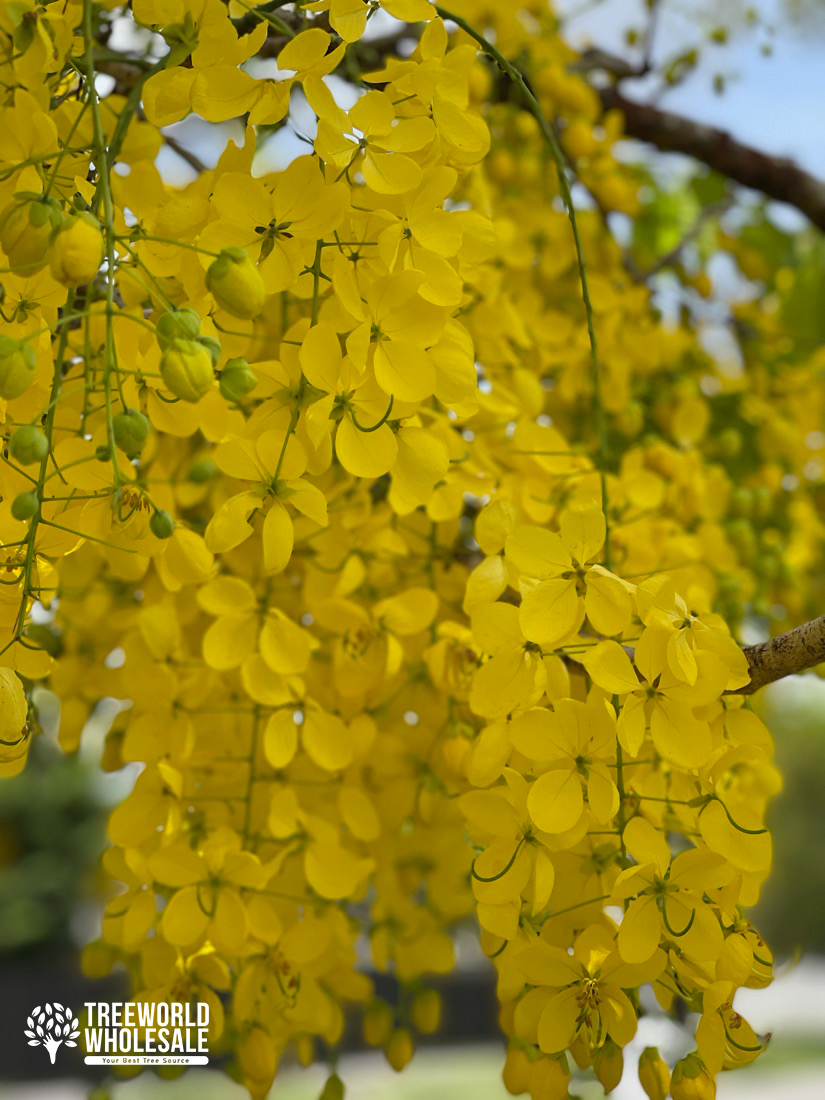 Cassia Fistula: Golden Shower Tree For Sale in Florida