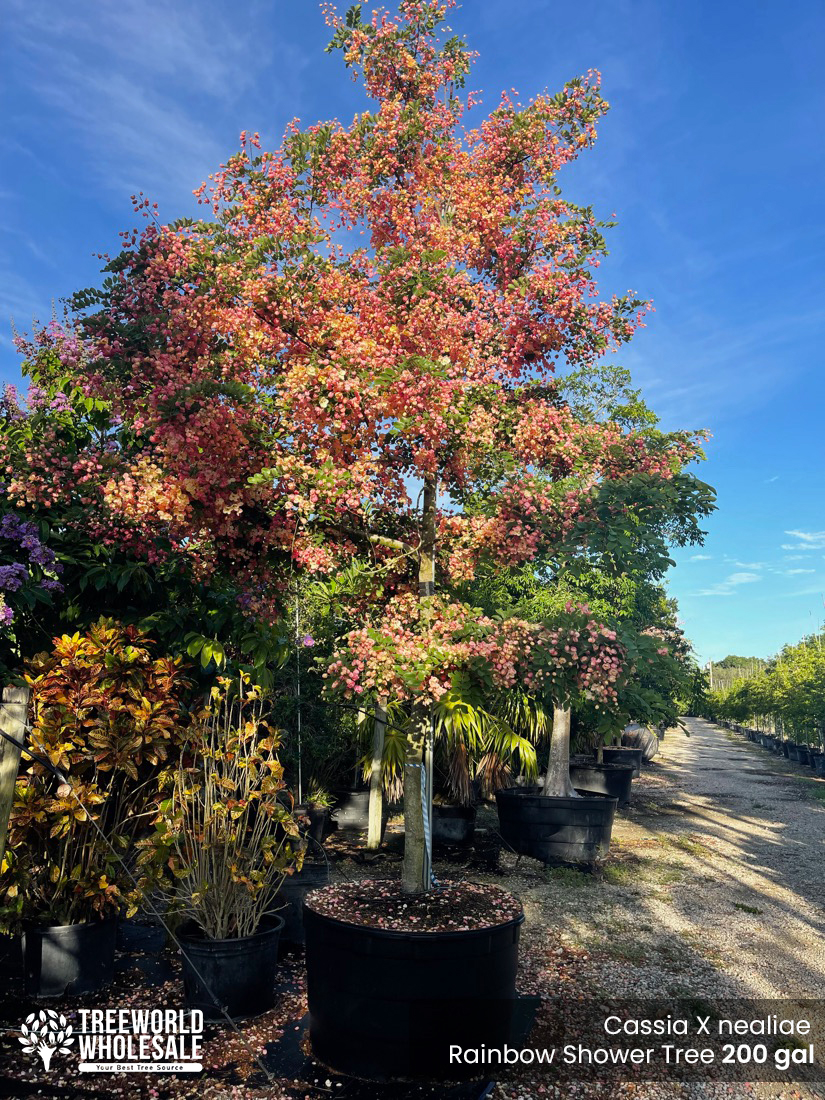 Rainbow shower tree - Cassia x Nealiae - 200 gal