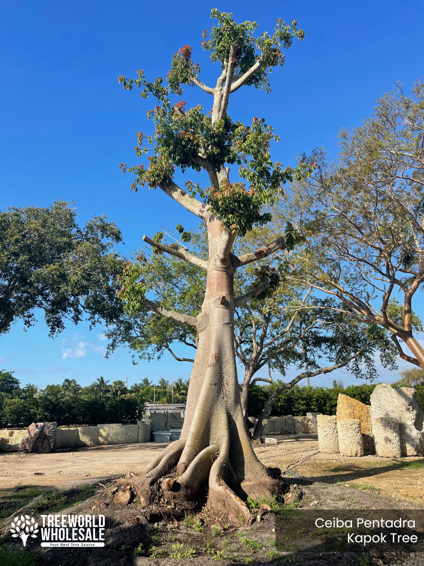Ceiba Pentadra - Kapok Tree