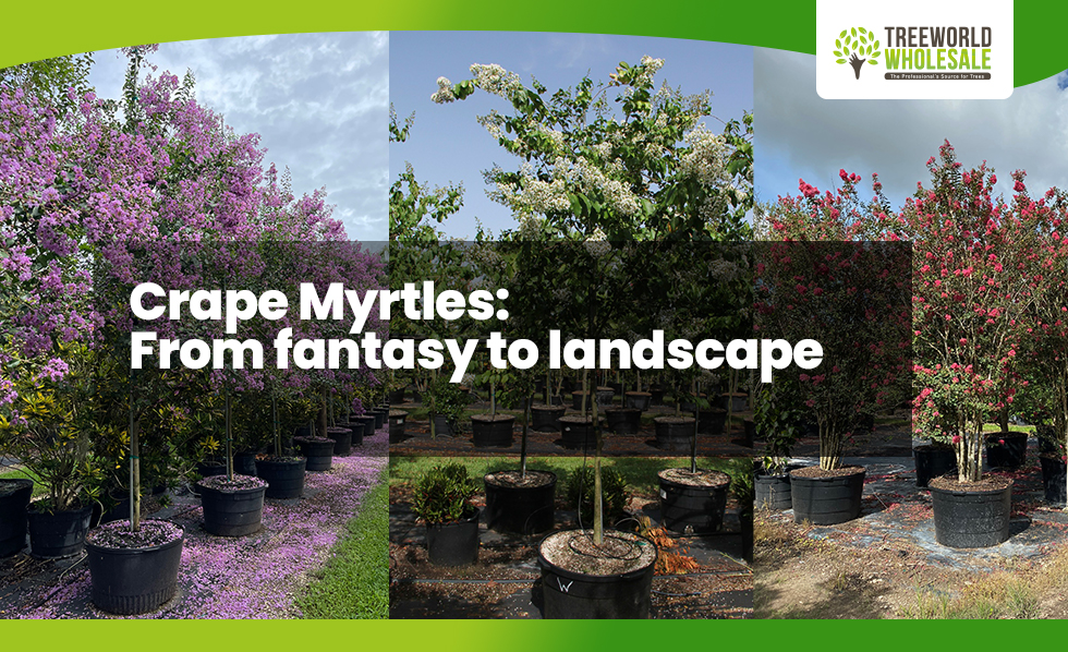 Crape Myrtle From fantasy to landscape