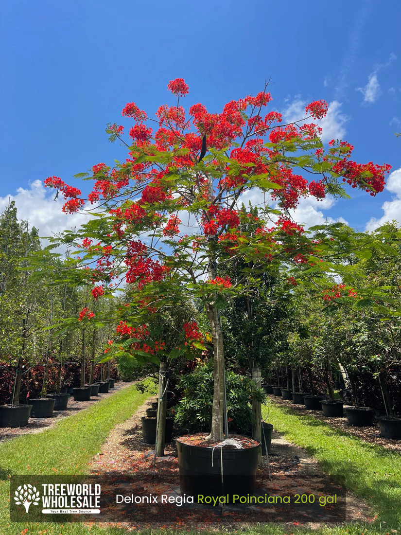 Delonix Regia - Royal Poinciana - 200 gal