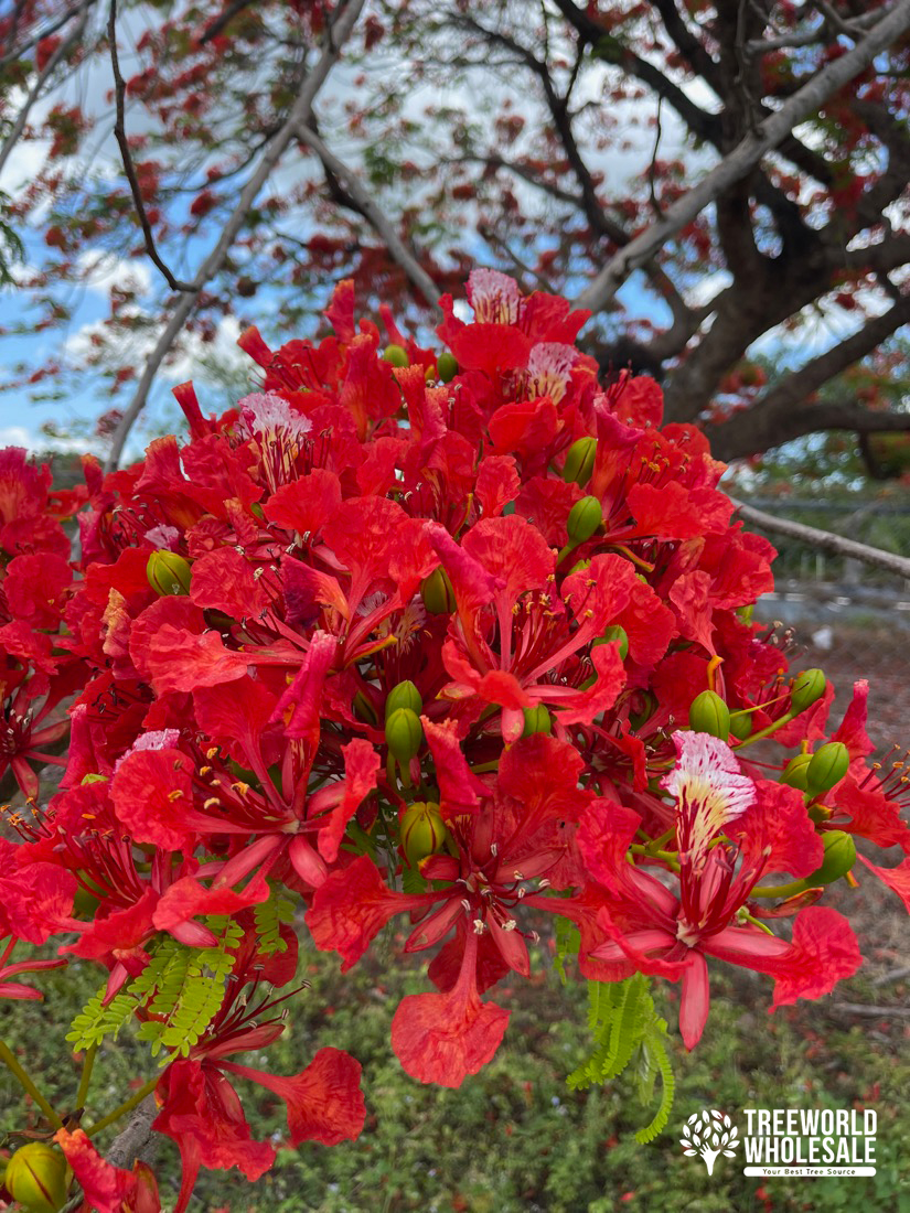 shade trees Delonix Regia - Royal Poinciana - Flower