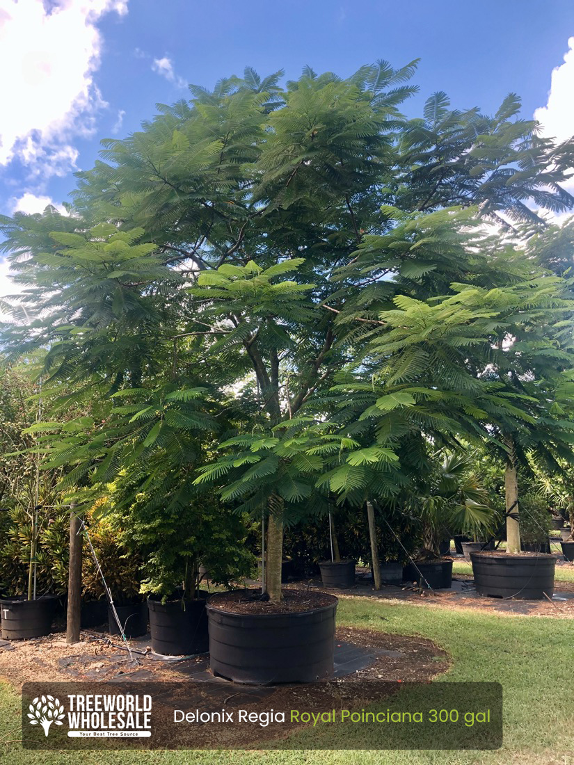 Delonix Regia - Royal Ponciana, Flamboyant - 300 Gal