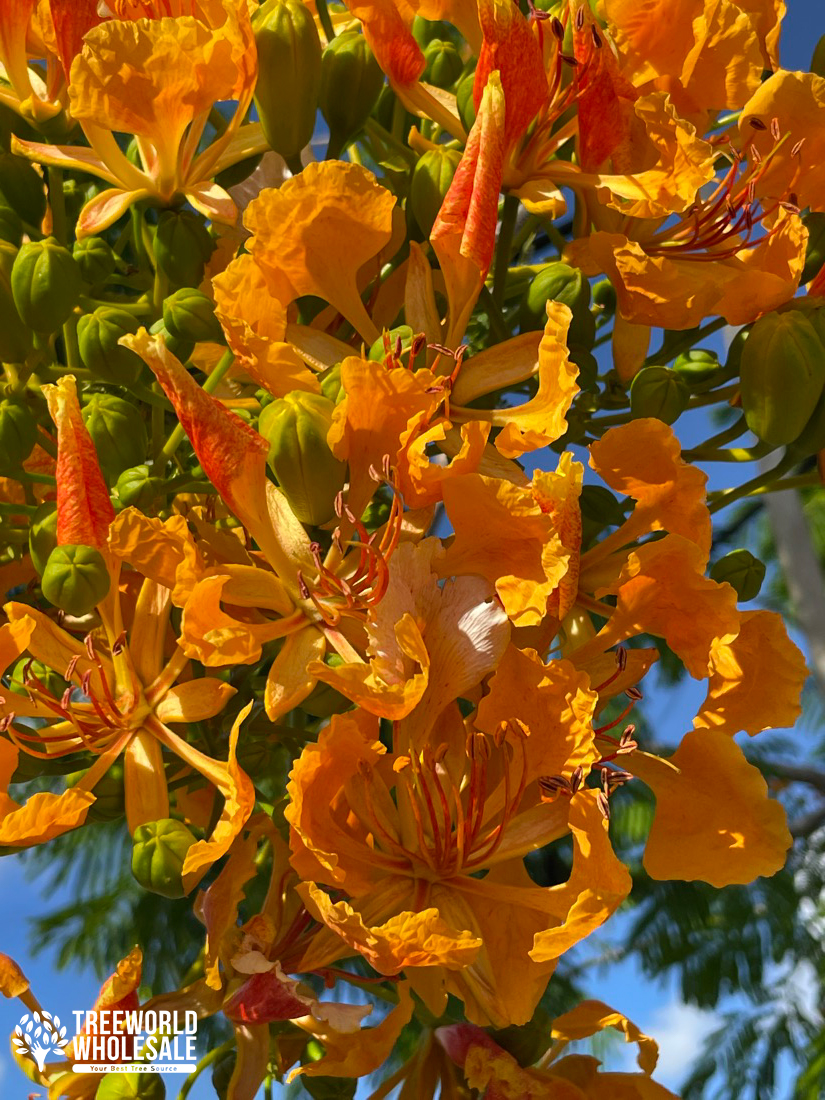 Delonix Regia Var. Flavida - Yellow Poinciana - Flower