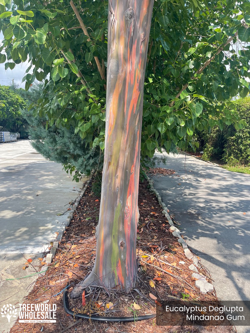 Rainbow eucalyptus tree for sale (Eucalyptus Deglupta - Mindanao Gum)