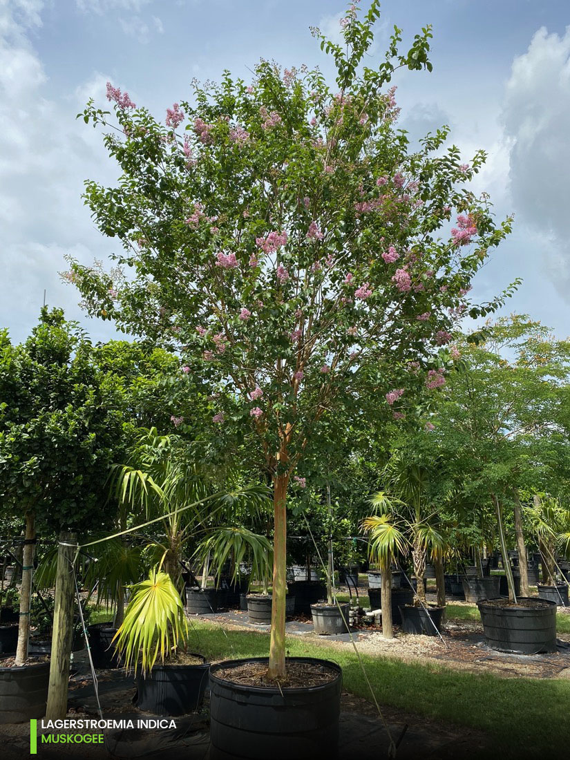 Lagerstroemia Indica - Muskogee