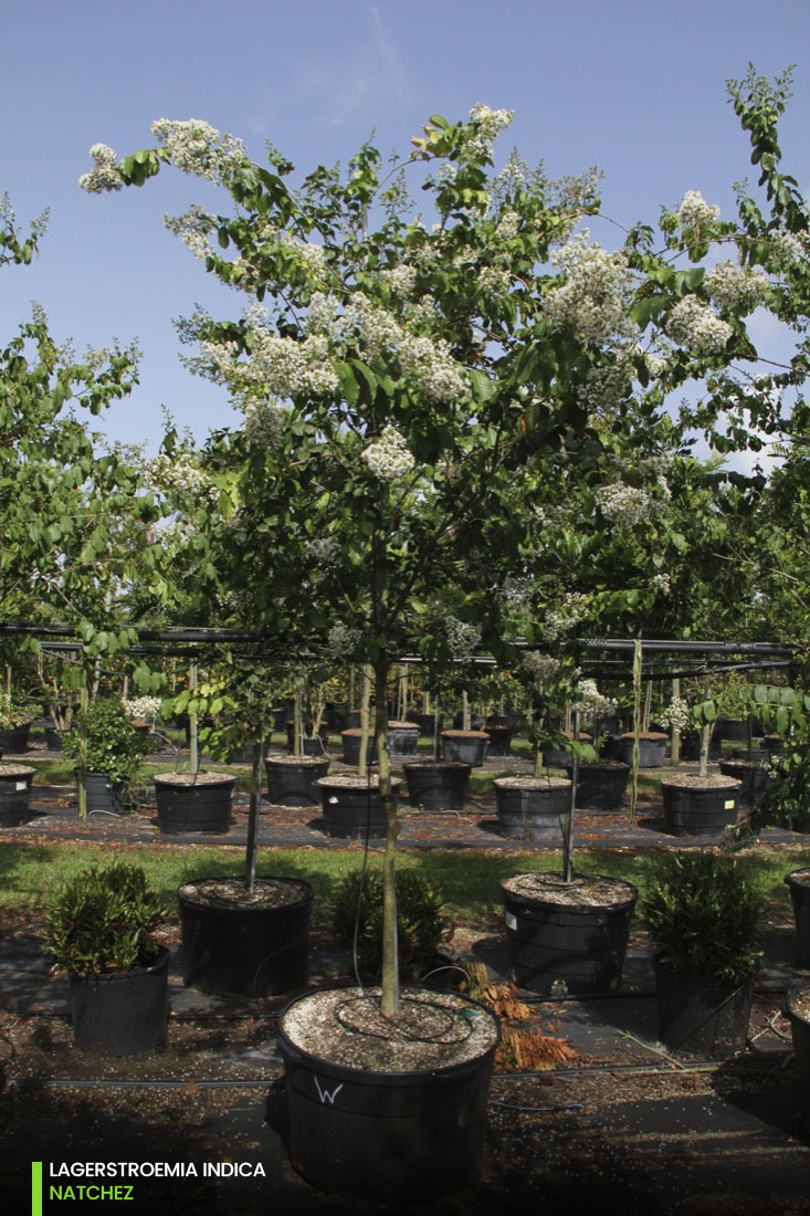 Lagerstroemia Indica (NATCHEZ - WHITE) 45gal