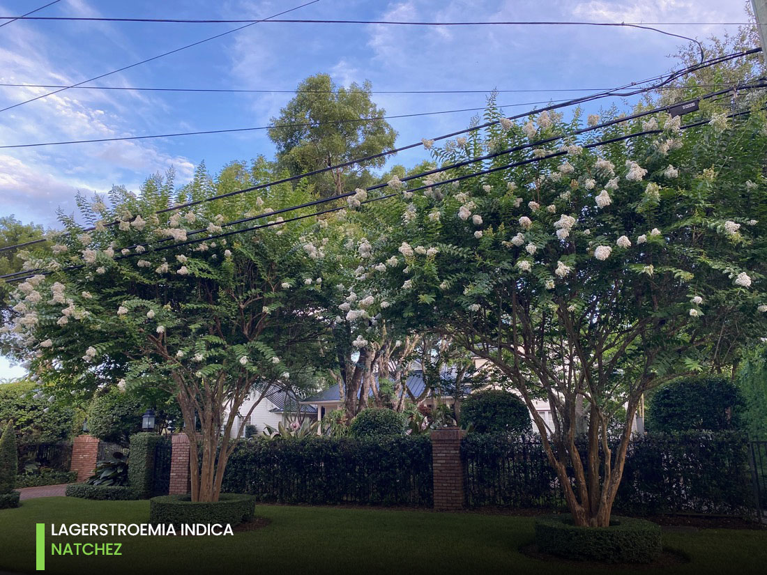 natchez Lagerstroemia street tree