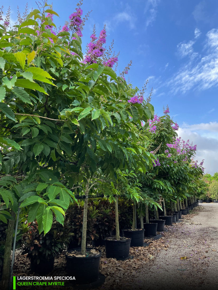 Queen Crape Myrtle