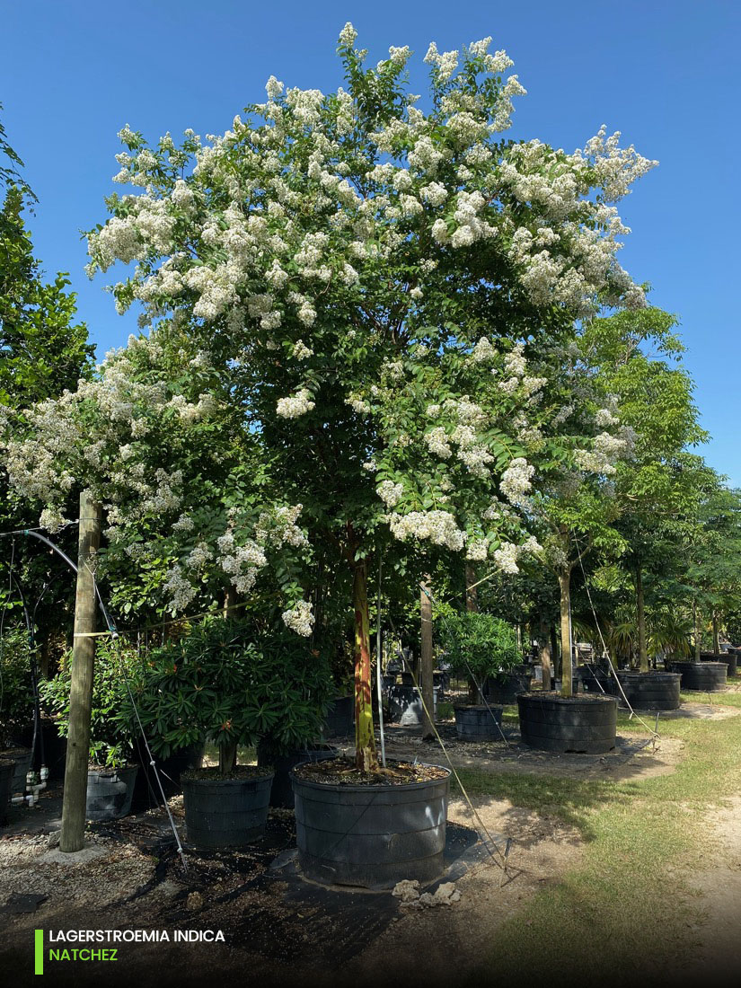 natchez white lagerstroemia