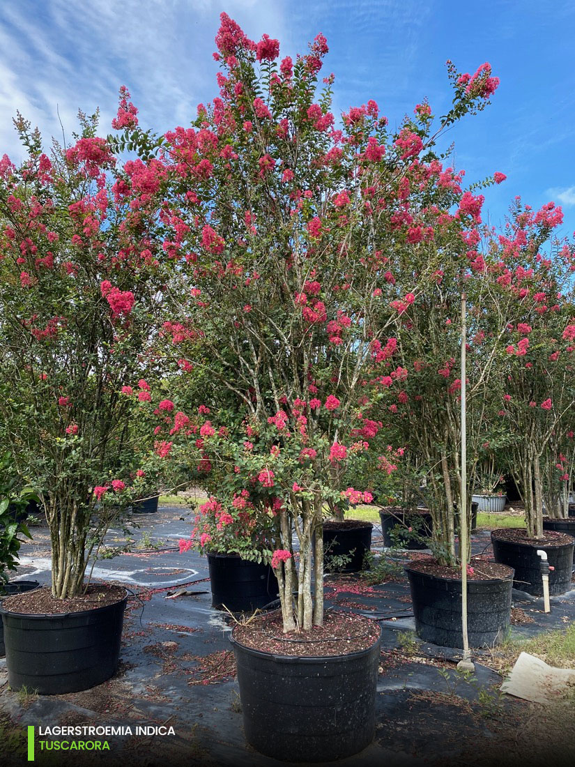 lagerstroemia indica - Tuscarora