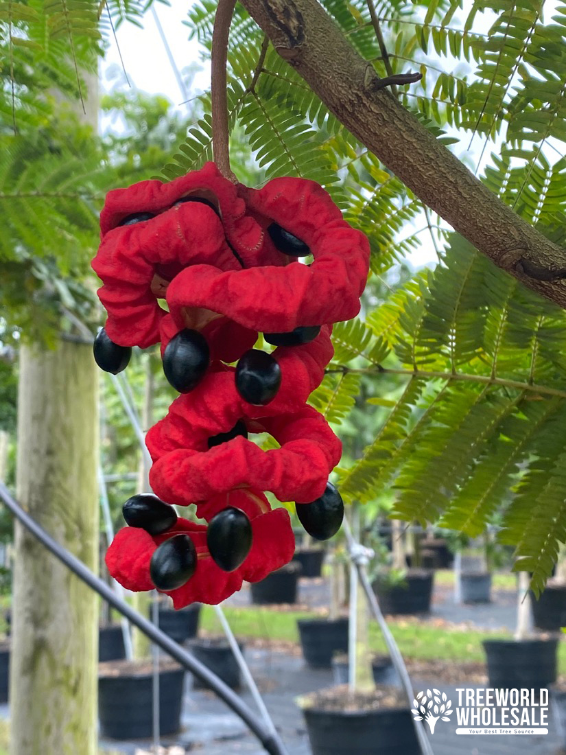 Pithecellobium Arboreum (Lorito Tree) - Seedpod