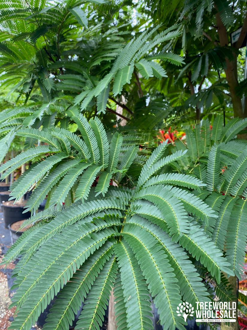 Pithecellobium Arboreum (Lorito Tree) - leaf