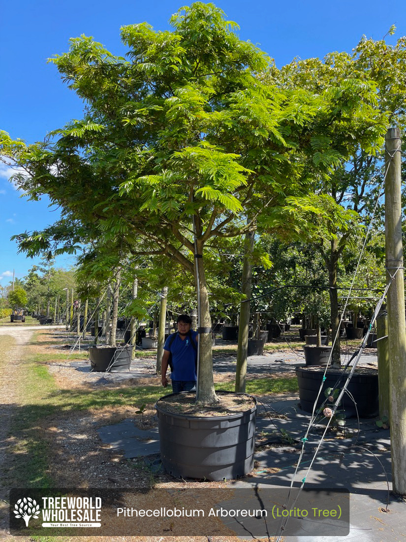 Pithecellobium Arboreum - Lorito Tree_