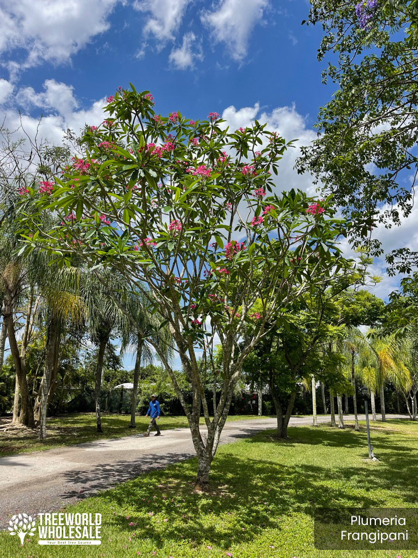 Plumeria Frangipani tree for sale South Florida Treeworld