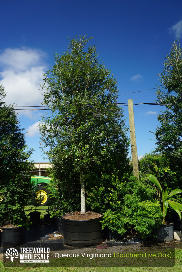 Quercus Virginiana (Southern Live Oak) 2