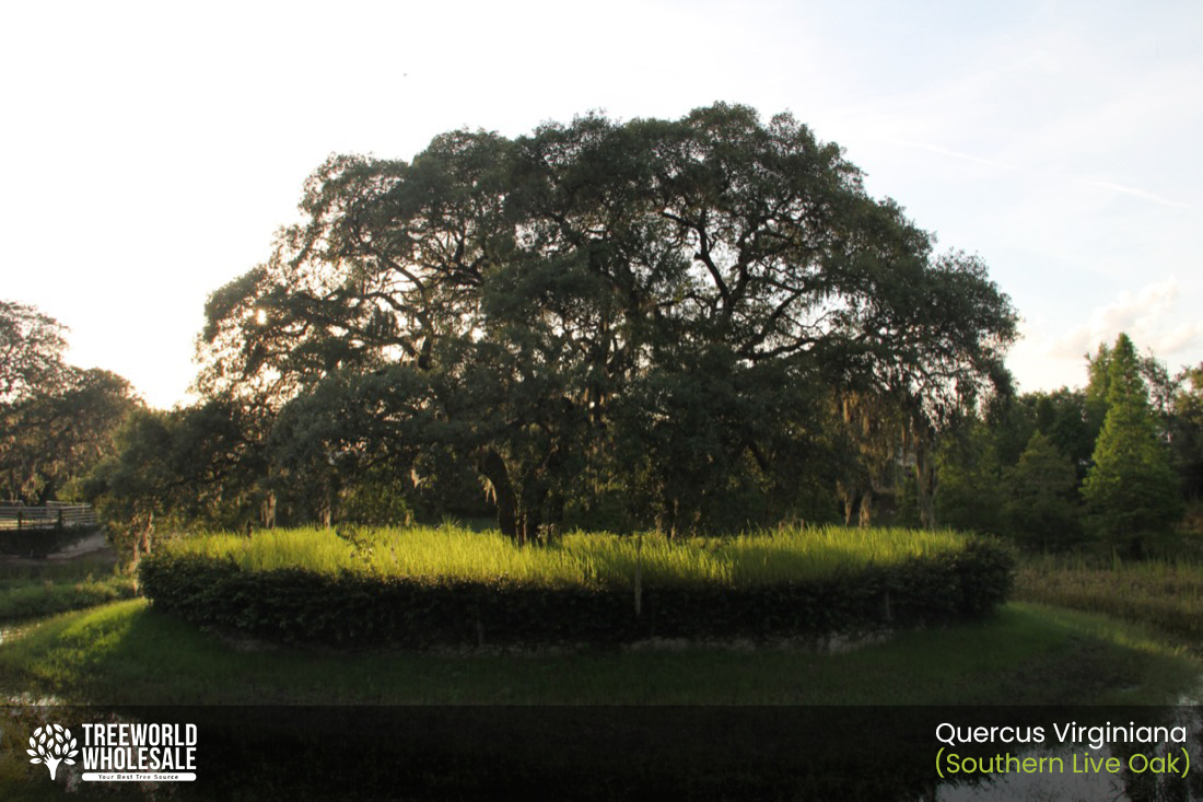 Quercus Virginiana (Southern Live Oak)