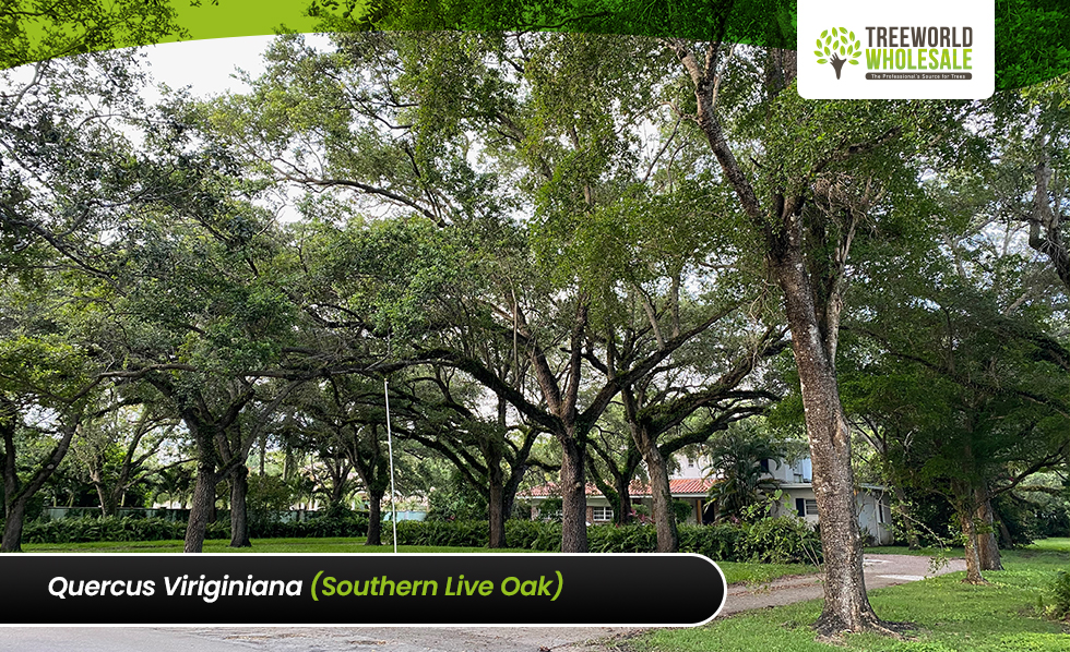 Quercus virginiana - Southern live oak
