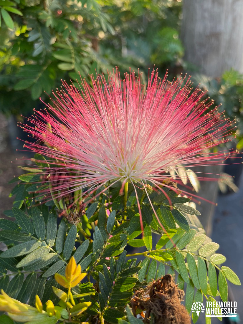 Samanea Saman - Monkey Pod Tree - Flower