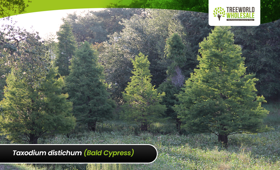 Taxodium Distichum - Bald Cypress
