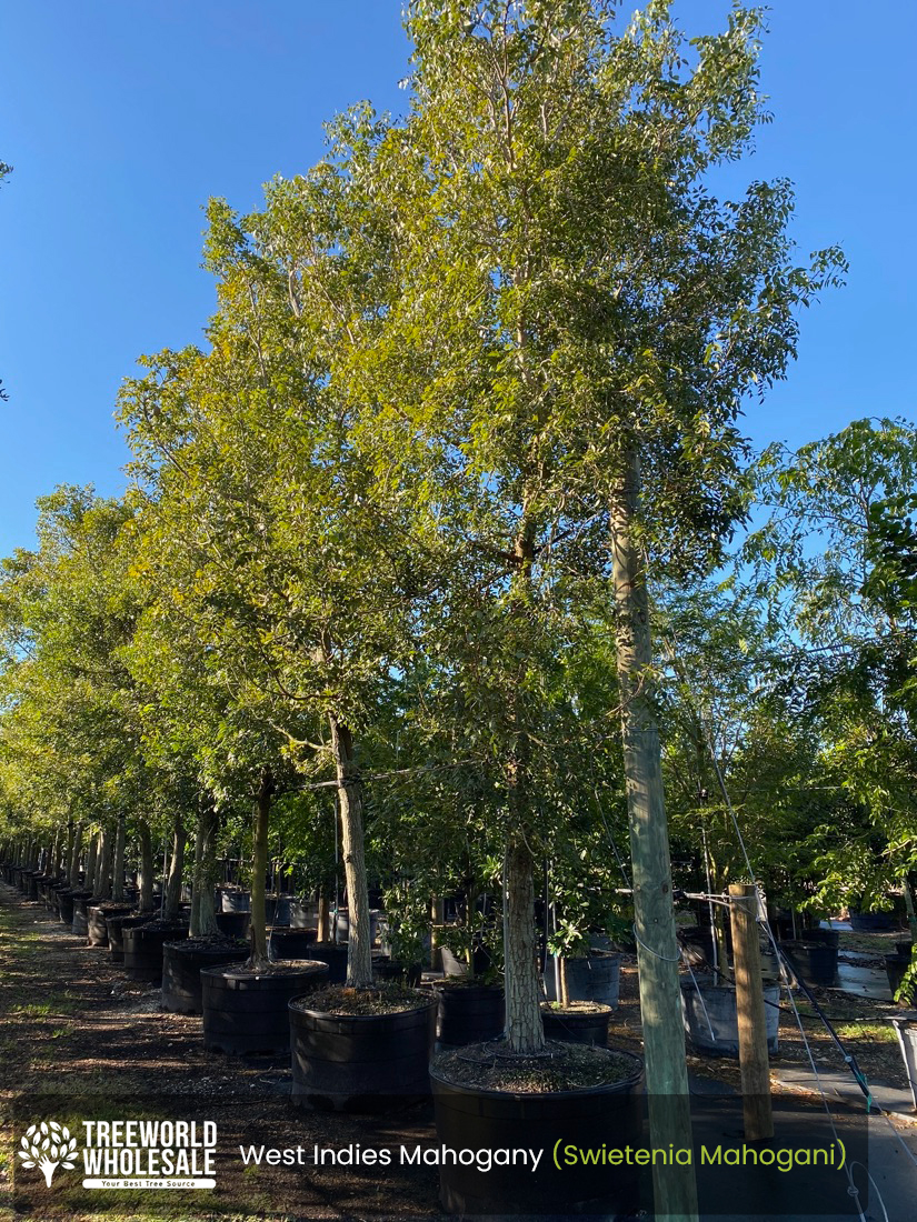 West Indies Mahogany (Swietenia Mahogani)_