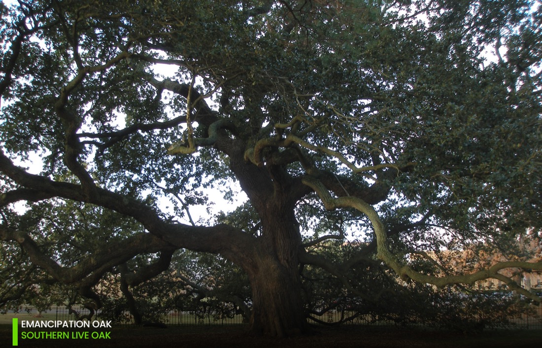 landmark tree emancipation Oak- Southern live oak