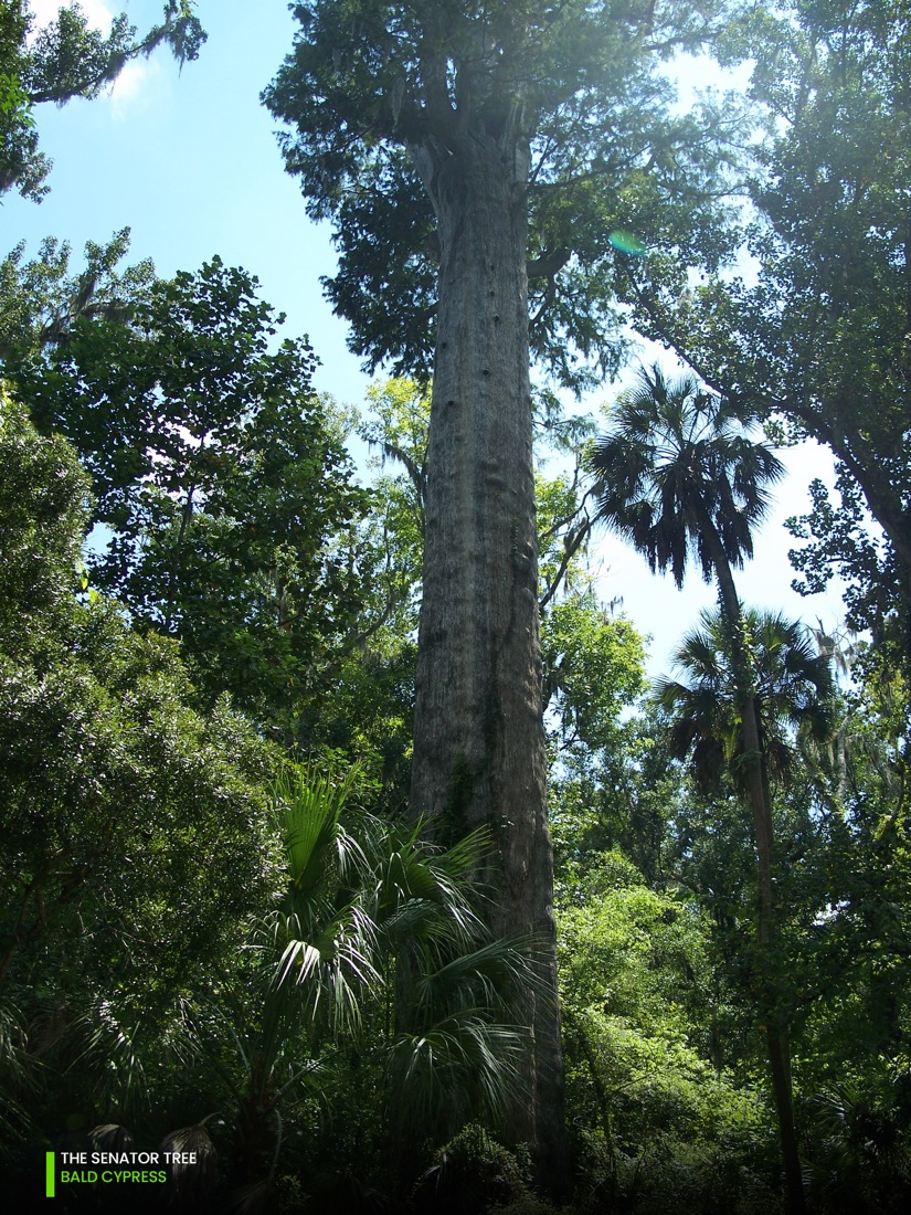 landmark tree the senator tree- bald cypress
