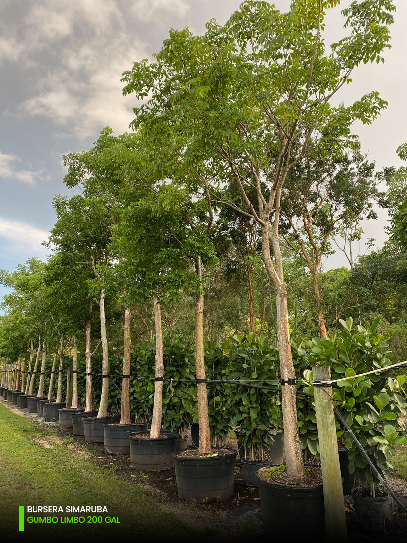 200 Gal - Bursera Simaruba - Gumbo Limbo - G - W