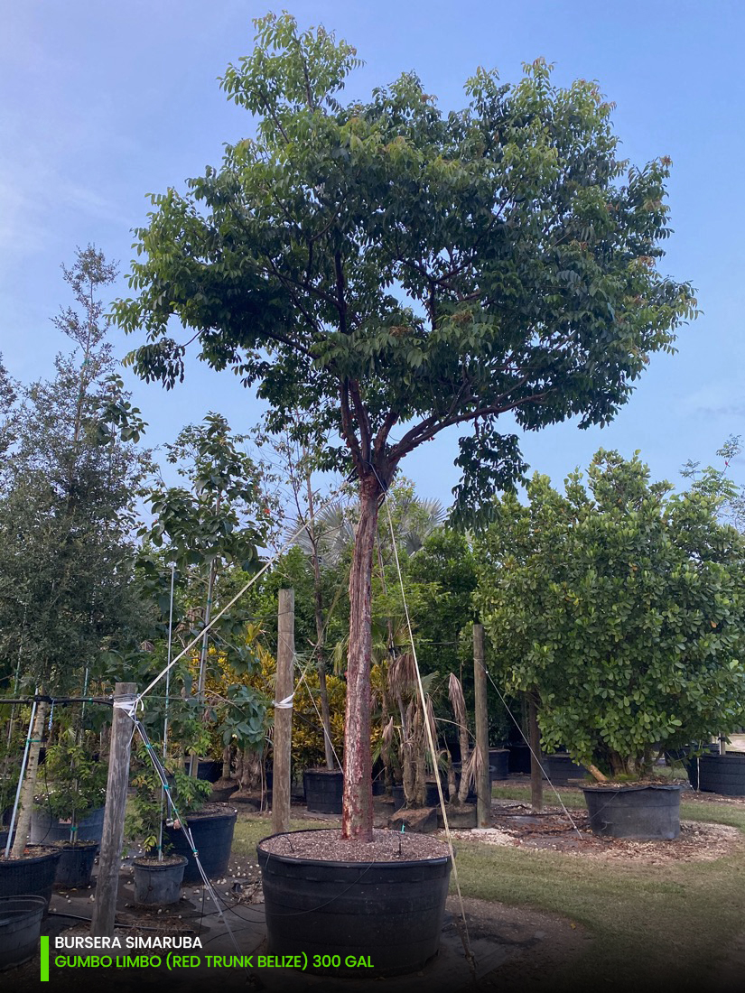 300 Gal - Bursera Simaruba - Gumbo Limbo - G - W