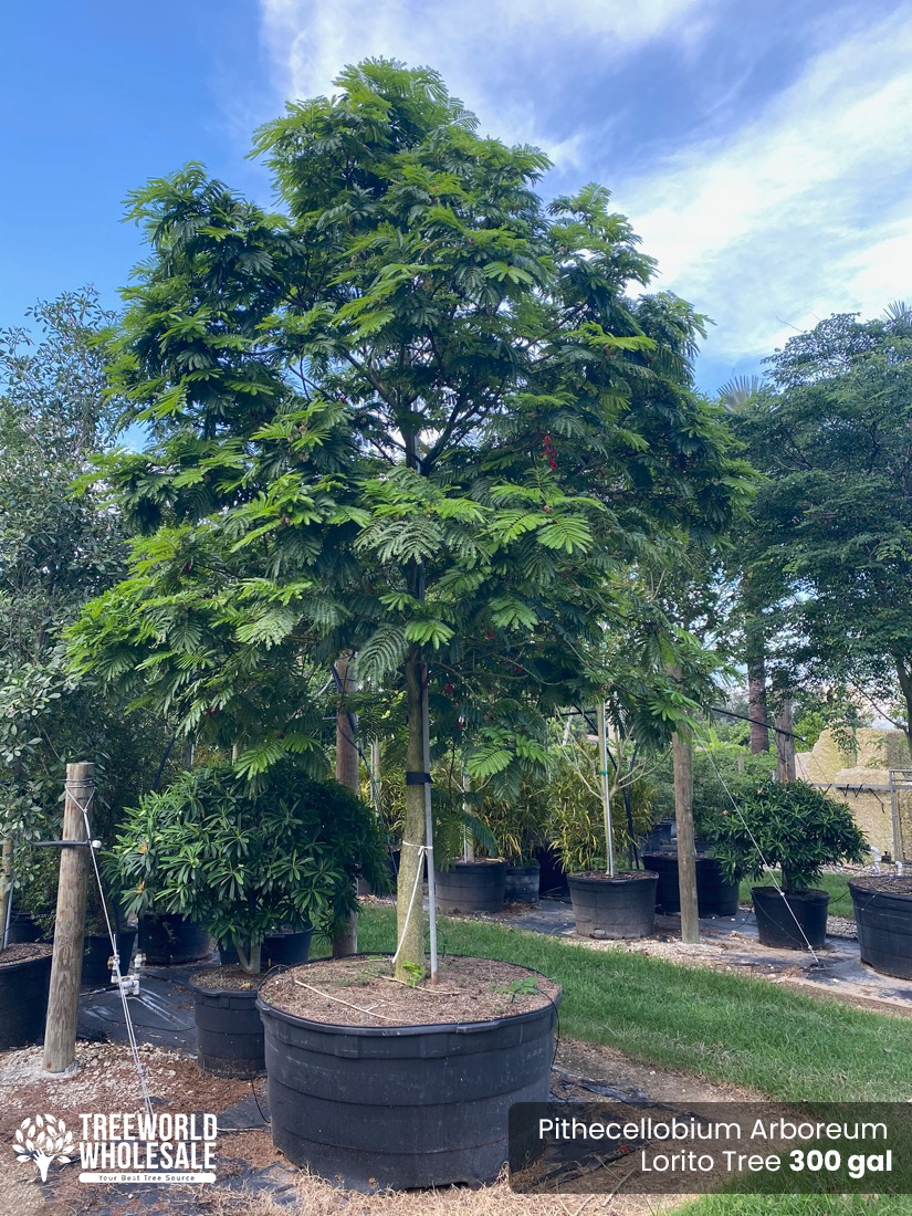 300 Gal - Pithecellobium Arboreum - Lorito Tree