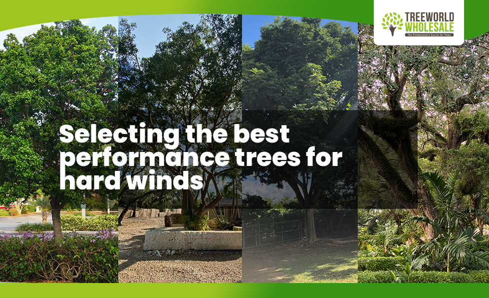 Selecting the best performance trees for hard winds