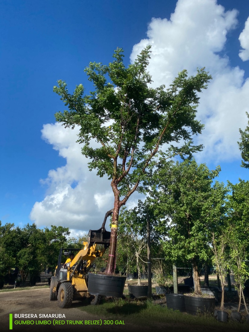 Bursera Simaruba - Gumbo Limbo - 300 gal Wind Resistant Trees