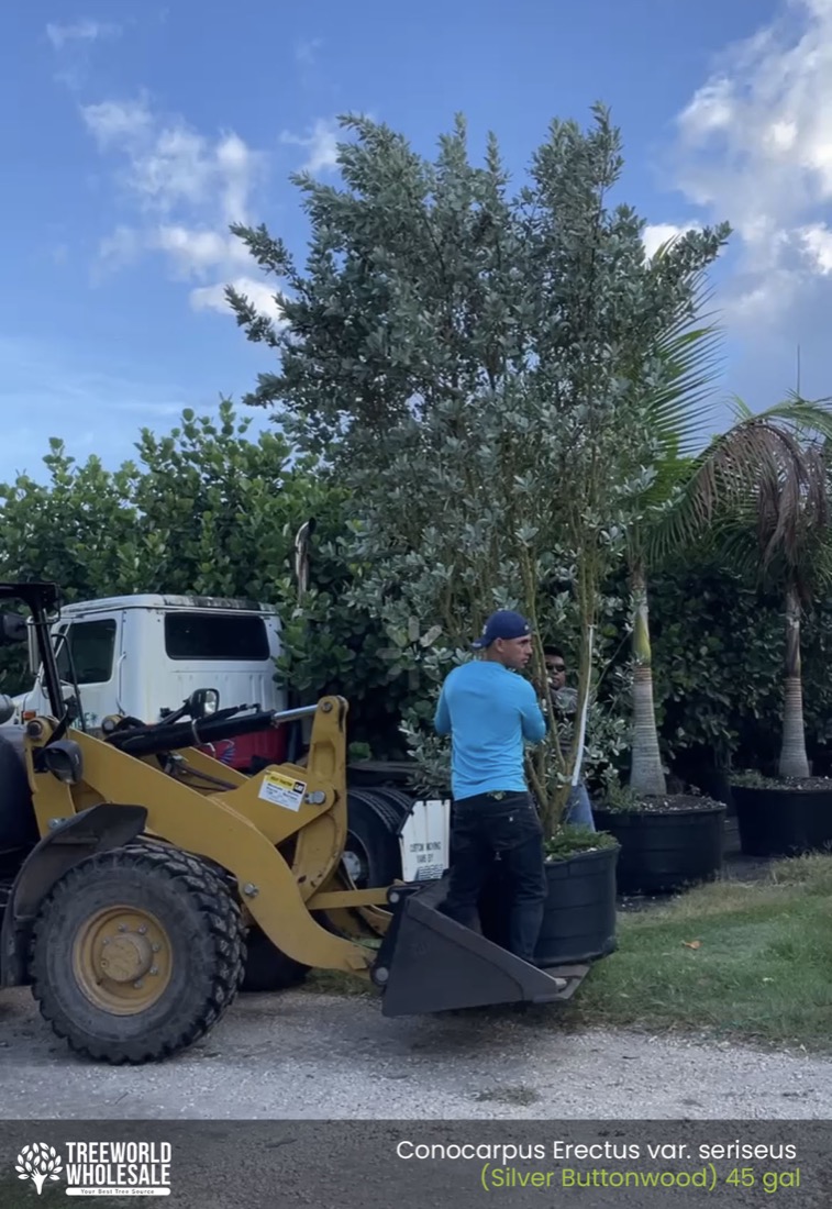 Conocarpus Erectus var. seriseus (Silver Buttonwood) 45 gal