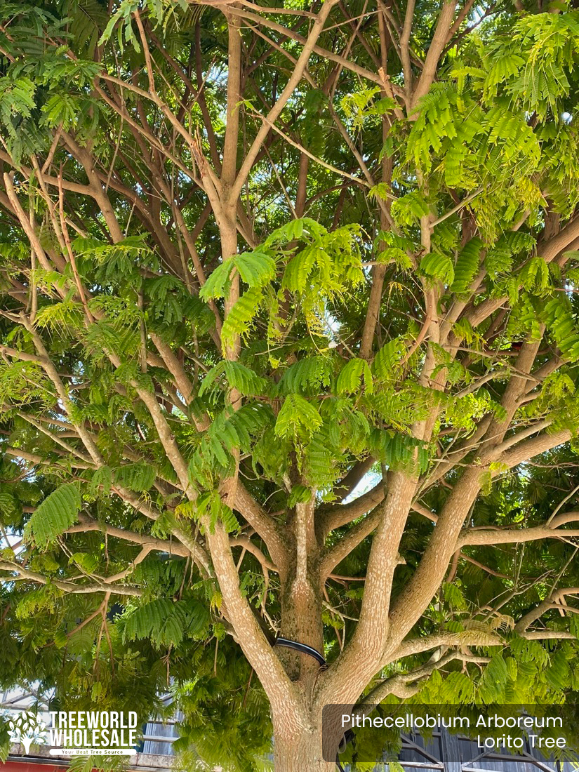 Pithecellobium Arboreum - Lorito Tree - Branches