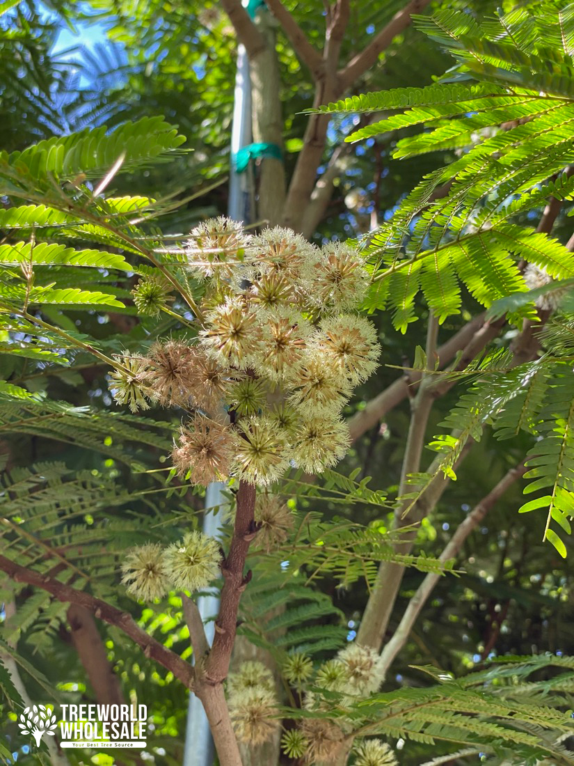 Pithecellobium Arboreum - Lorito Tree - Flower