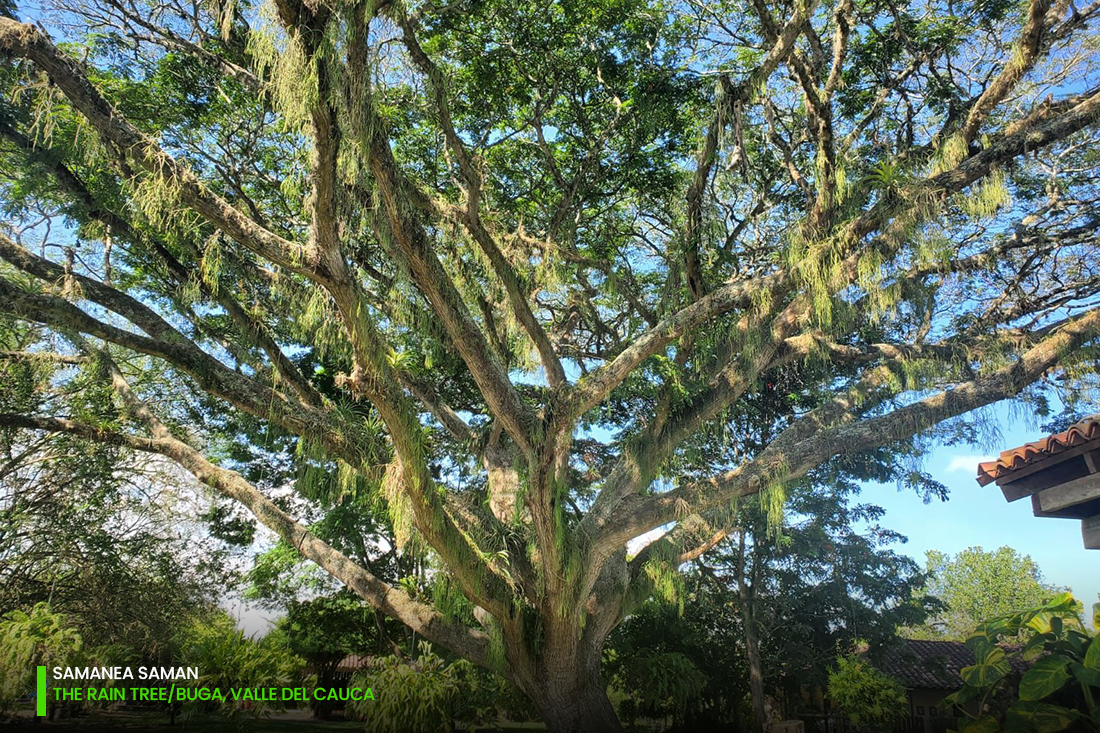 Samanea Saman - Rain tree - Buga Colombia