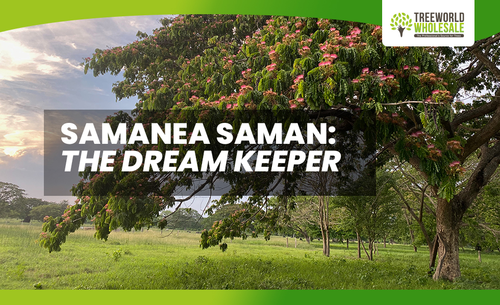 Samanea Saman - The Dream Keeper