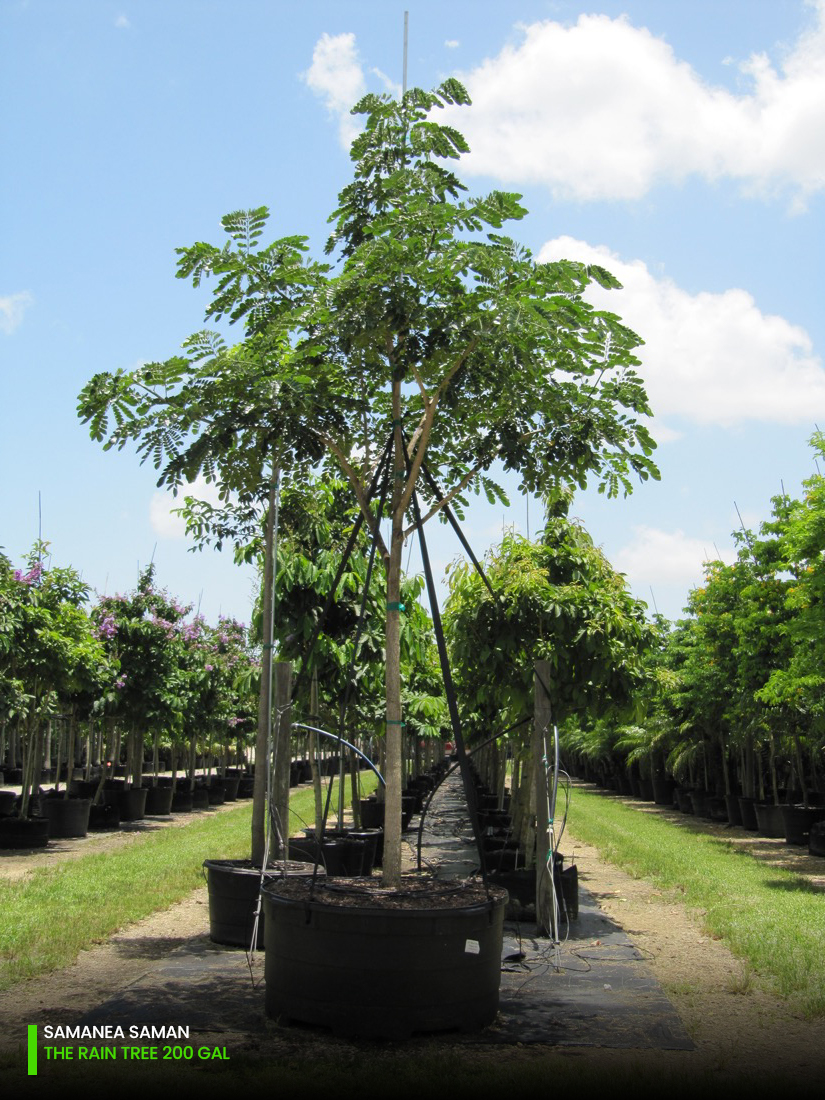 Samanea Saman - The Rain Tree - 200 gal