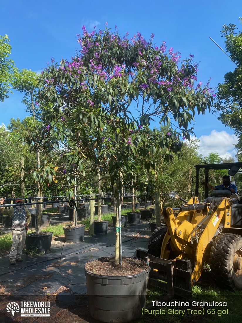 45 Gal - Tibouchina Granulosa - Purple Glory - Loading - G - W