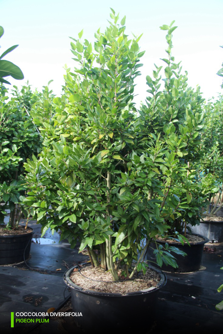 pingeon plum windbreak hedge