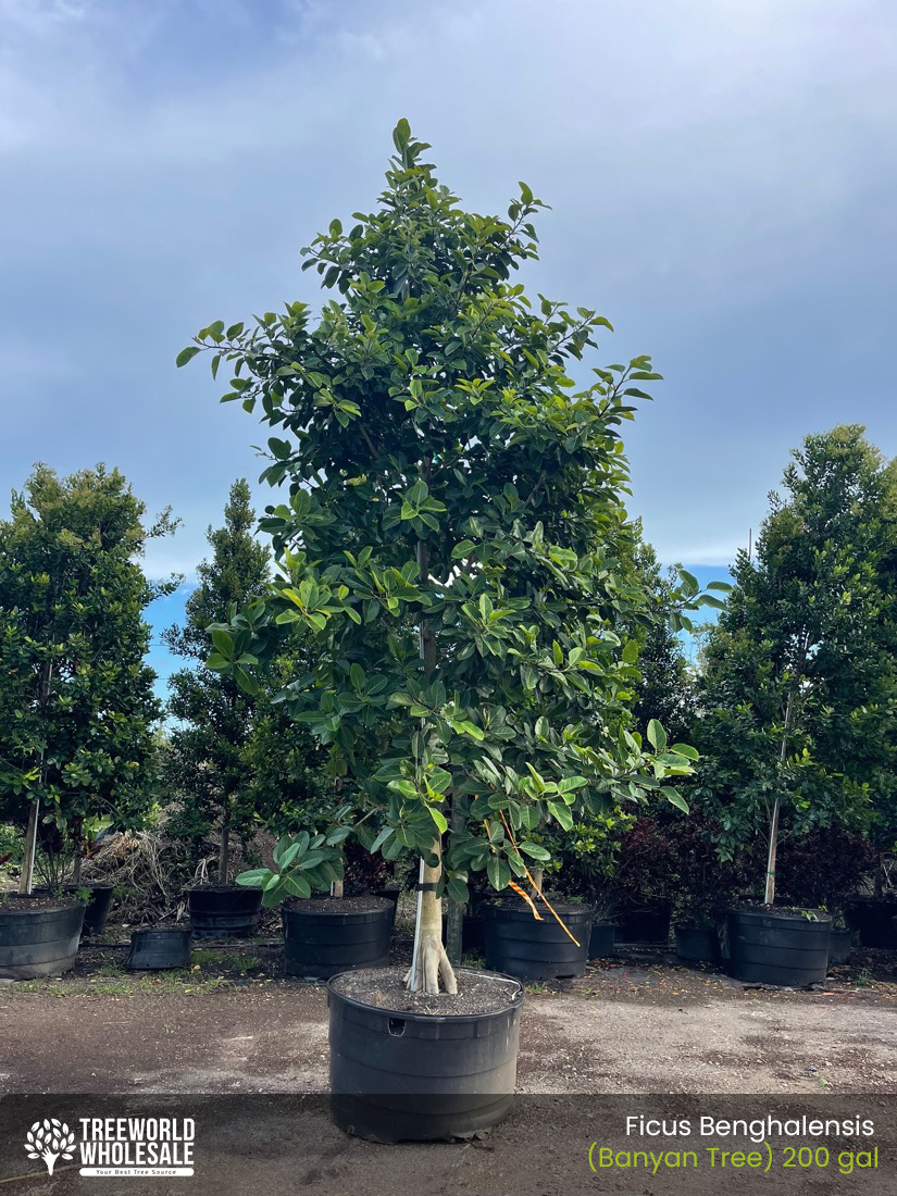 icus Benghalensis - Banyan Tree - 200 gal