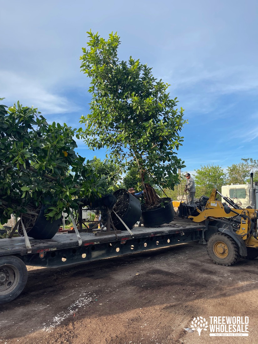 Ficus Benghalensis - Banyan Tree Homestead Florida