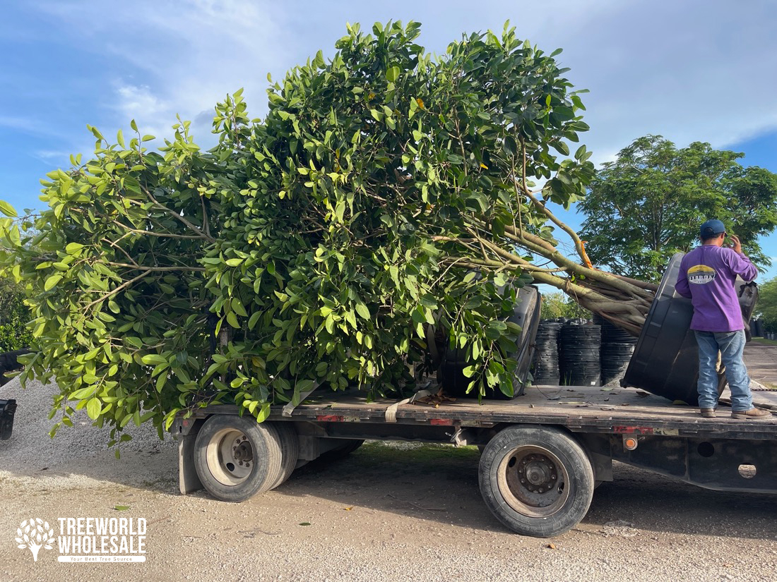 Ficus Benghalensis - Banyan Tree full load