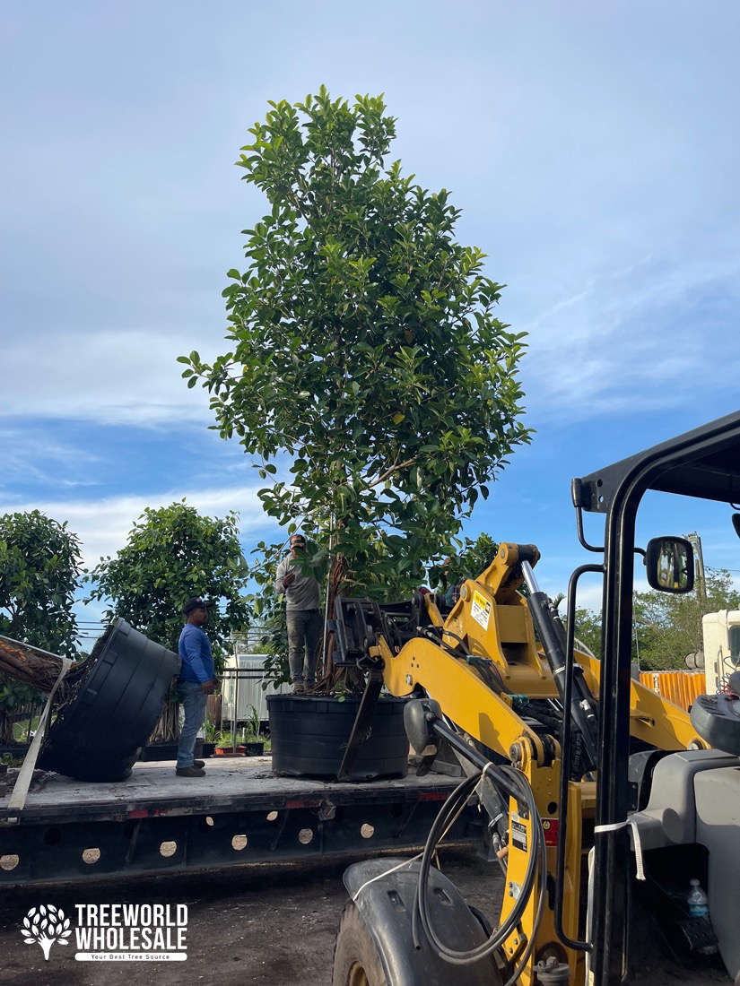 Banyan Tree landscape project