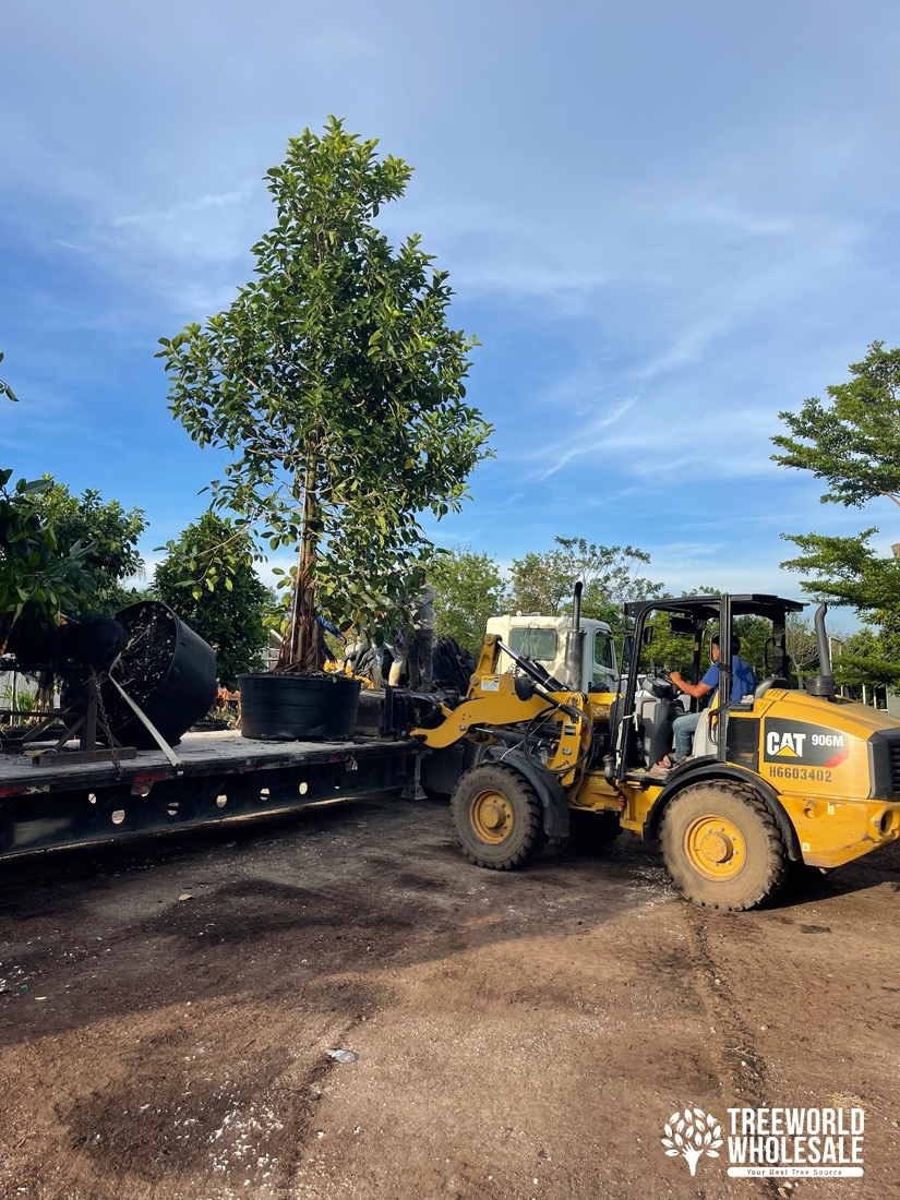 Ficus Benghalensis - Banyan tree - Loading