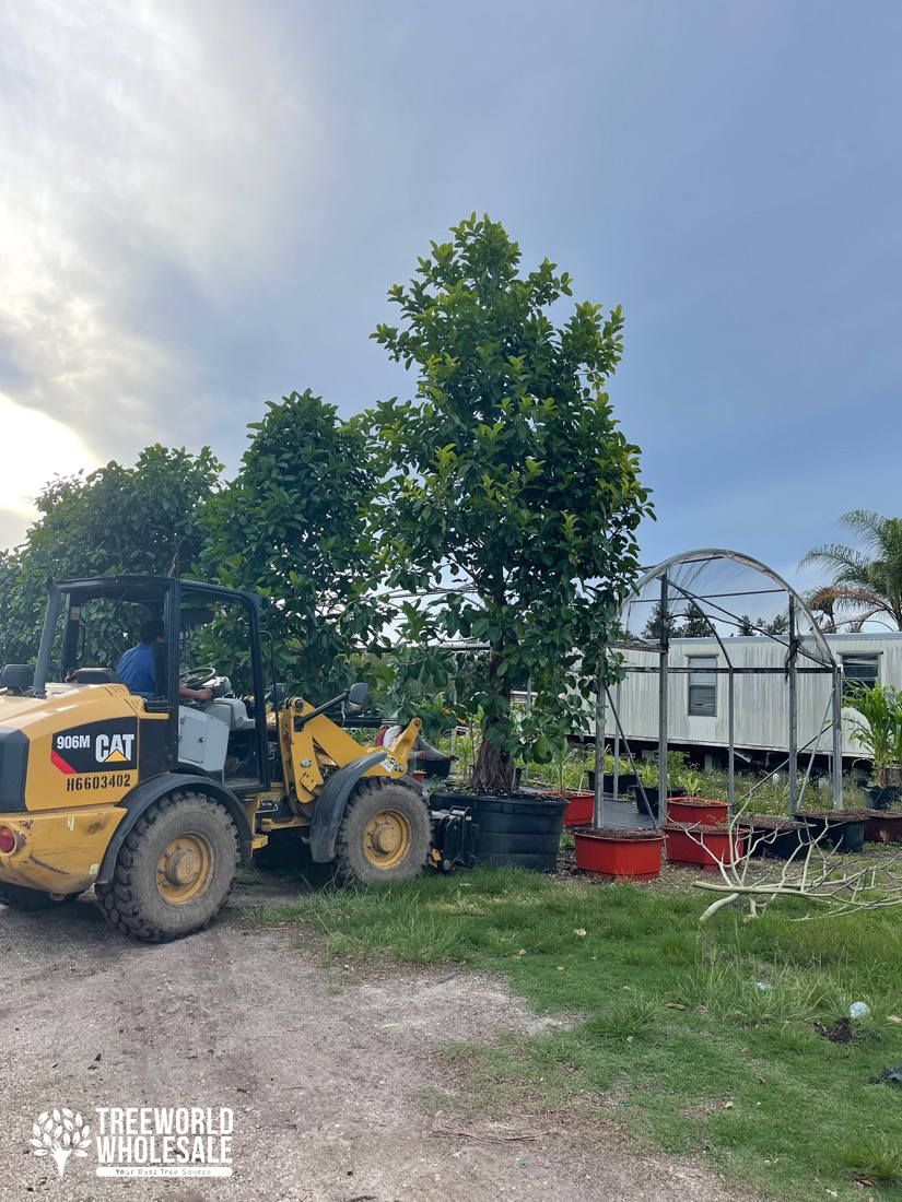 Ficus Benghalensis - Banyan tree south florida landscape