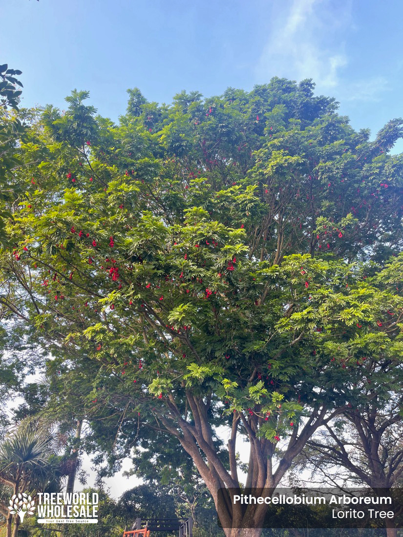 Pithecellobium Arboreum - Lorito Tree