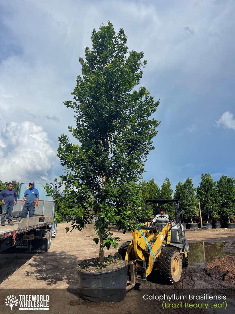 loading Calophyllum Brasiliensis